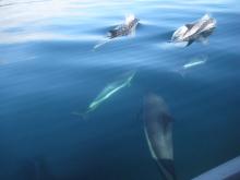 The big day: under an azure sky and with a sea like glass Angélica Castelló, Heike Vester, Susanna Niedermayr and Richie Herbst meet a pod of Atlantic white-sided dolphins and spend several hours in their company.