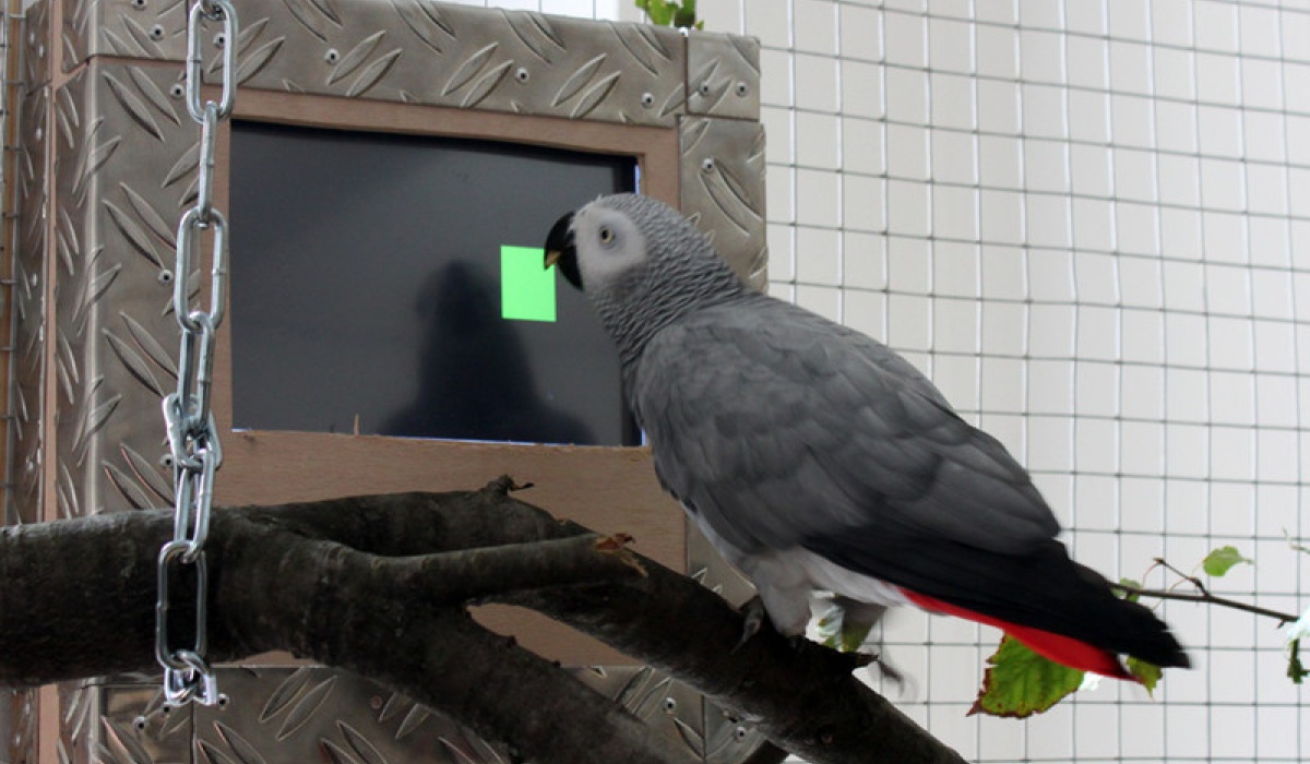 Different behaviours and personaltities of the birds during the installation.