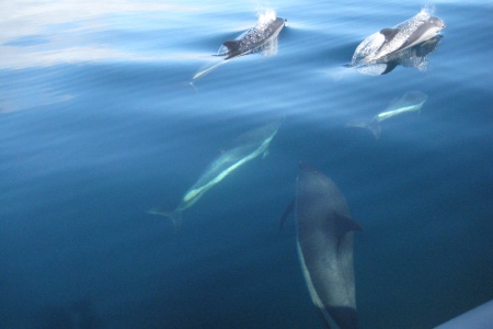 The big day: under an azure sky and with a sea like glass Angélica Castelló, Heike Vester, Susanna Niedermayr and Richie Herbst meet a pod of Atlantic white-sided dolphins and spend several hours in their company.